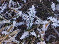 Im Eis eingefrorene Grashalme mit Eiskristallen